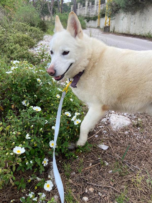 Snow, una splendida simil pastore svizzero Foto 4